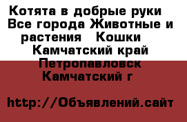 Котята в добрые руки - Все города Животные и растения » Кошки   . Камчатский край,Петропавловск-Камчатский г.